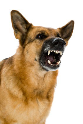 Barking German Shepard dog